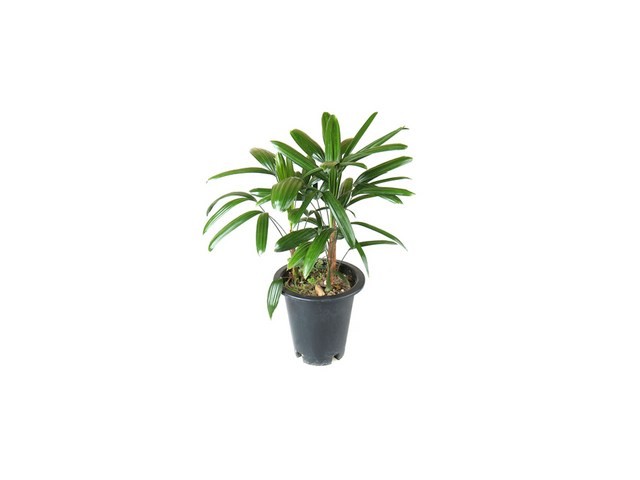 관음죽 한눈에 비교! 인기 제품 완벽 분석